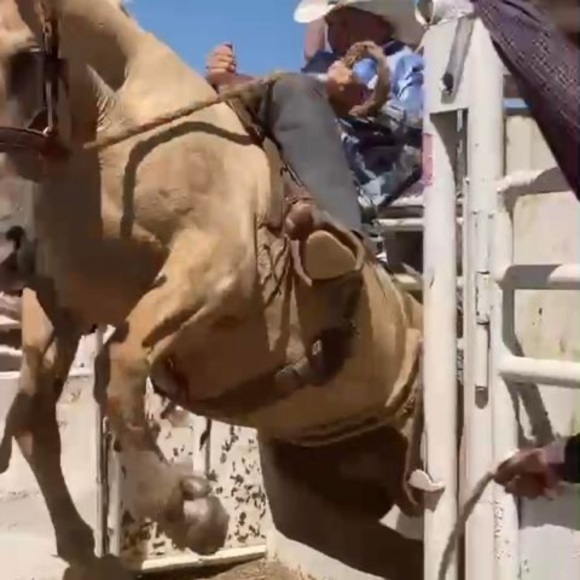 Meet your Posher, Wyatt - Picture 1 of 1